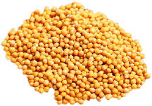 Горчица